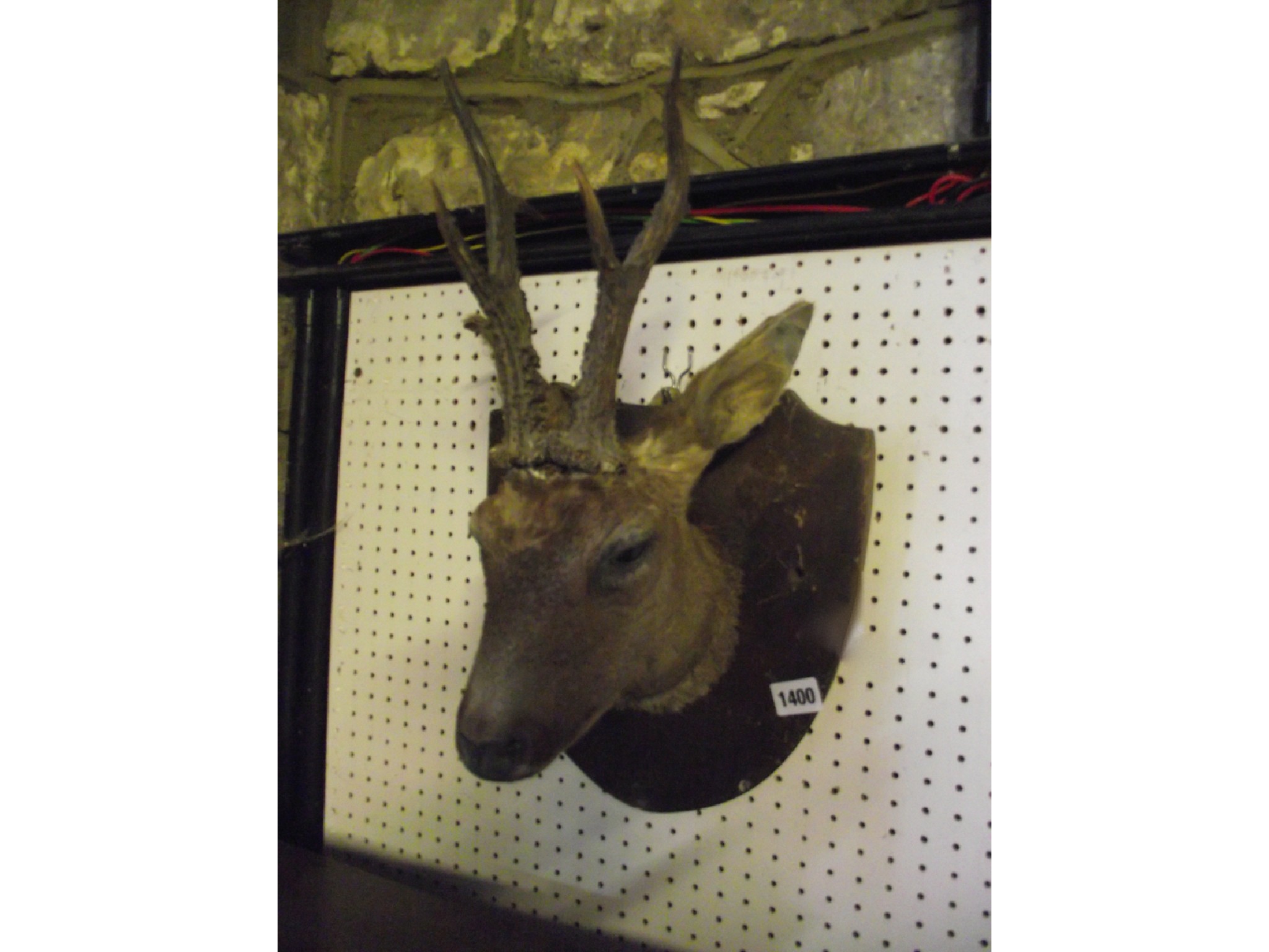 Appraisal: A stuffed and mounted roe deer head raised on an