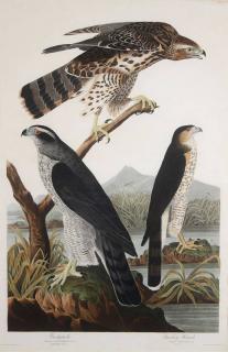 Appraisal: ORIGINAL AUDUBON ENGRAVING JOHN JAMES AUDUBON American - Goshawk Accipiter