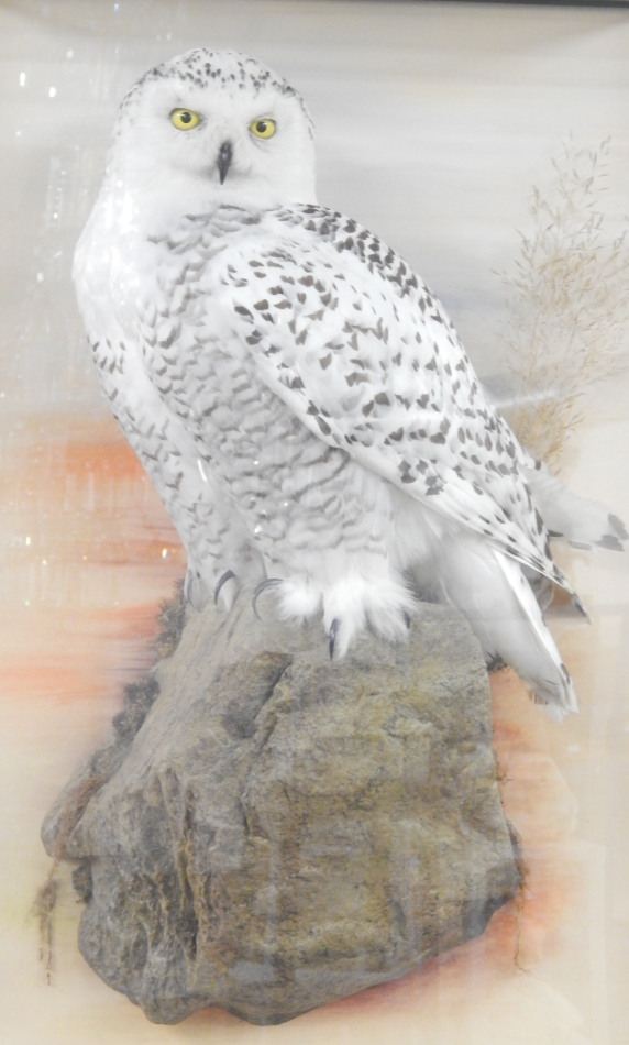 Appraisal: A taxidermied snowy owl in a painted and glazed wall