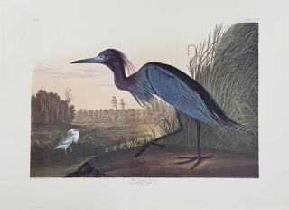 Appraisal: John James Audubon - Blue Crane or Heron No Plate