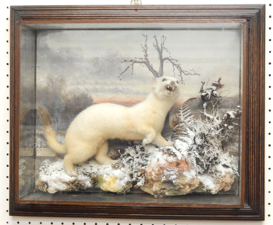 Appraisal: A taxidermied albino weasel in a winter scene with hand