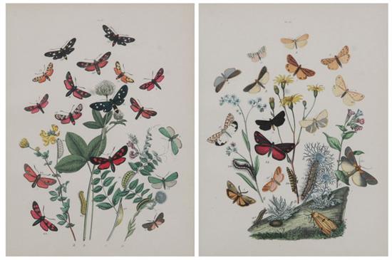 Appraisal: AFTER HUMFRIES English th century Insects Six hand colored lithographs