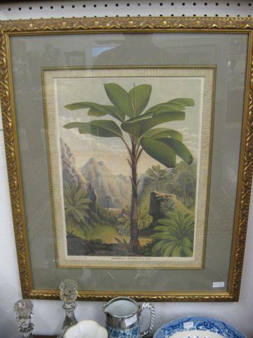 Appraisal: Pair of Early Botanical Handcolored Engravings image area approx x