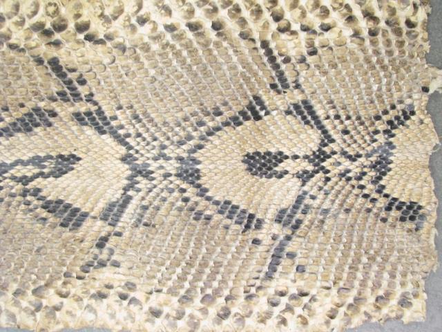 Appraisal: ' boa constrictor snake skin