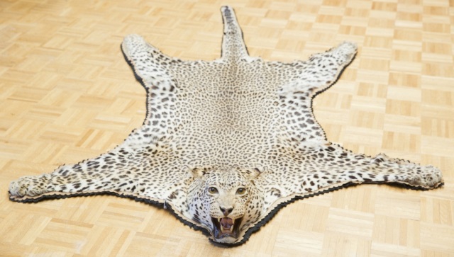 Appraisal: Two Leopard Skins and Head Jonas Brother Taxidermy Good Condition