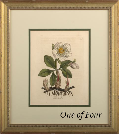 Appraisal: British School th Century Botanical Studies suite of four hand-colored