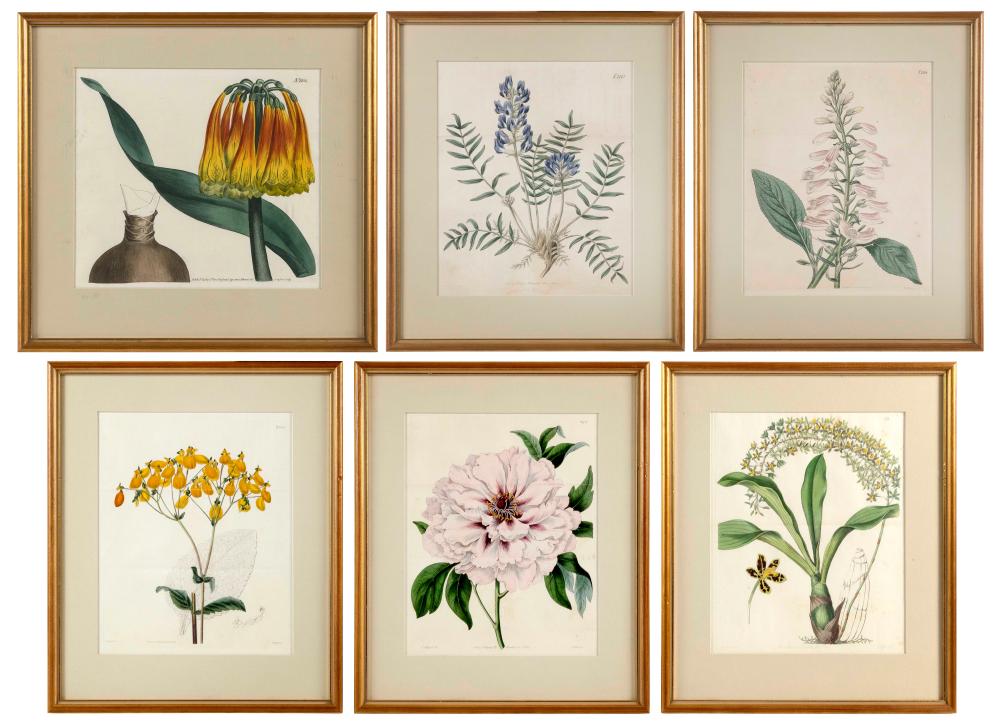 Appraisal: SIX HAND-COLORED BOTANICAL ENGRAVINGS TH CENTURYSIX HAND-COLORED BOTANICAL ENGRAVINGS th