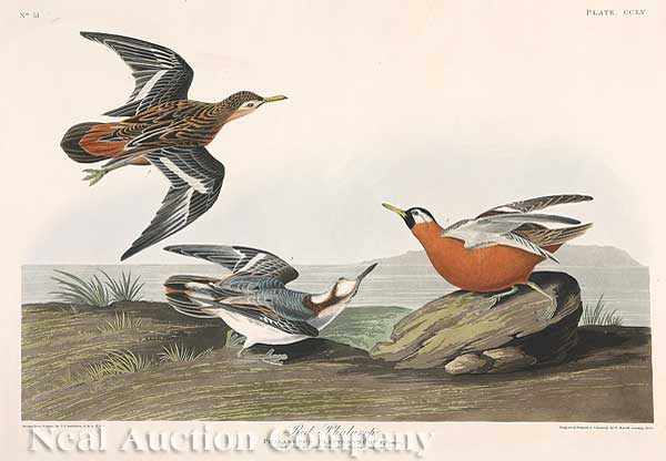 Appraisal: John James Audubon American - Red Phalarope Plate hand-colored engraving