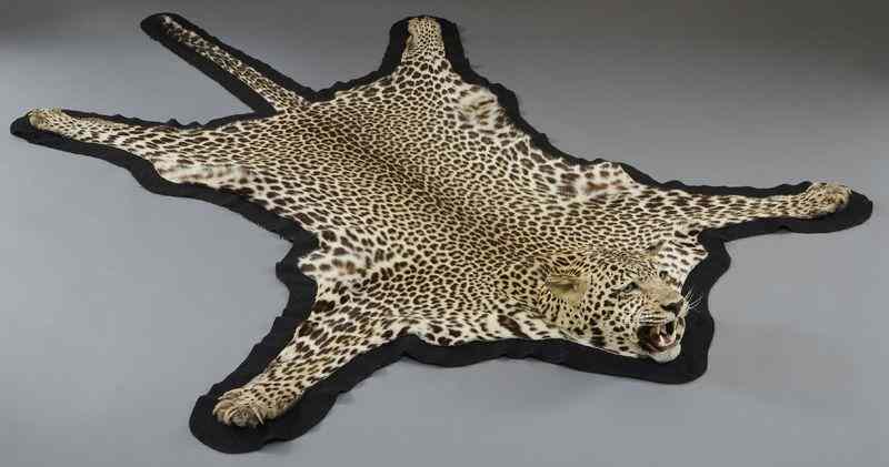 Appraisal: Leopard skin full head taxidermy rug This item may only