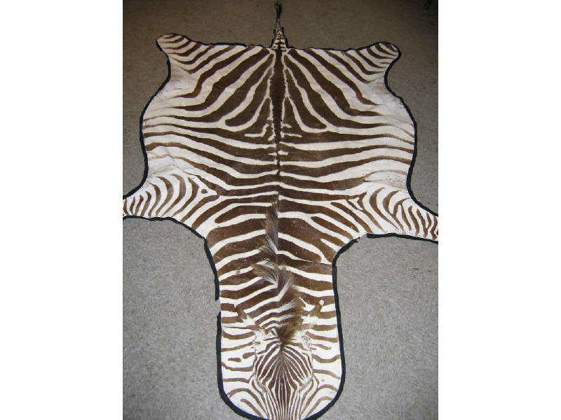 Appraisal: ZEBRA SKIN RUG l ' w Estimate -