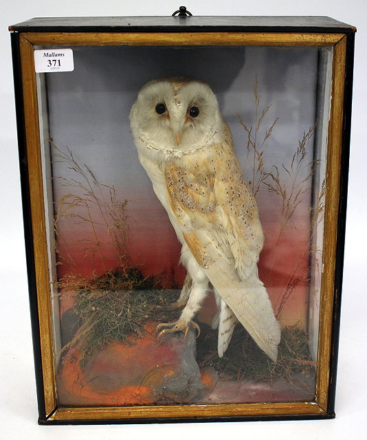 Appraisal: A TH CENTURY PRESERVED BARN OWL mounted in a three