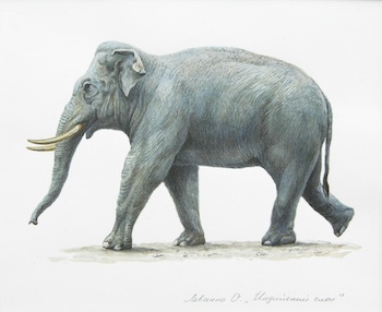 Appraisal: Olga Levchenko Russian b Indian Elephant Watercolor on paper Signed