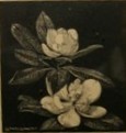 Appraisal: Lionel Arthur Lindsay - Magnolias woodblock print signed 'Lionel Lindsay'