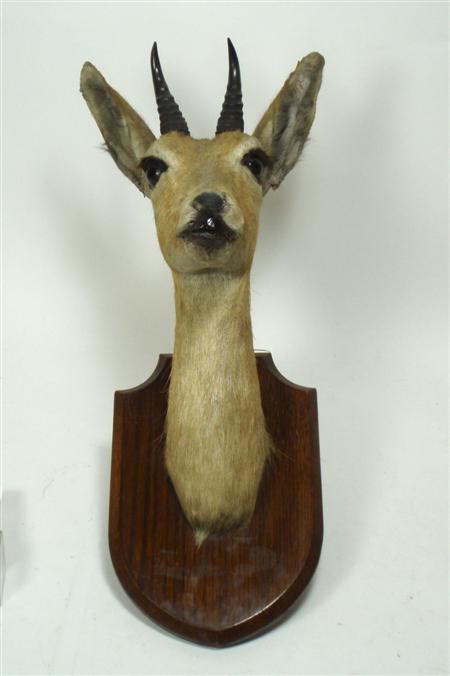 Appraisal: A Mountain Reedbuck head and horns circa Mounted by Edward