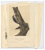 Appraisal: Six Audubon Bird Prints Six loose colored lithograph plates from