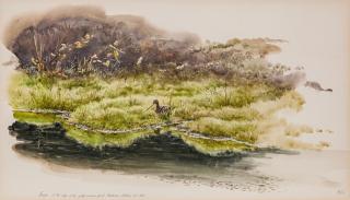 Appraisal: Robert Verity Clem - Snipe signed RVC lower rightwatercolor by