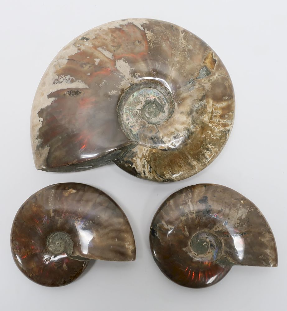 Appraisal: Madagascar Rainbow Ammonite Fossils Madagascar Rainbow Ammonite Polished Fossils and