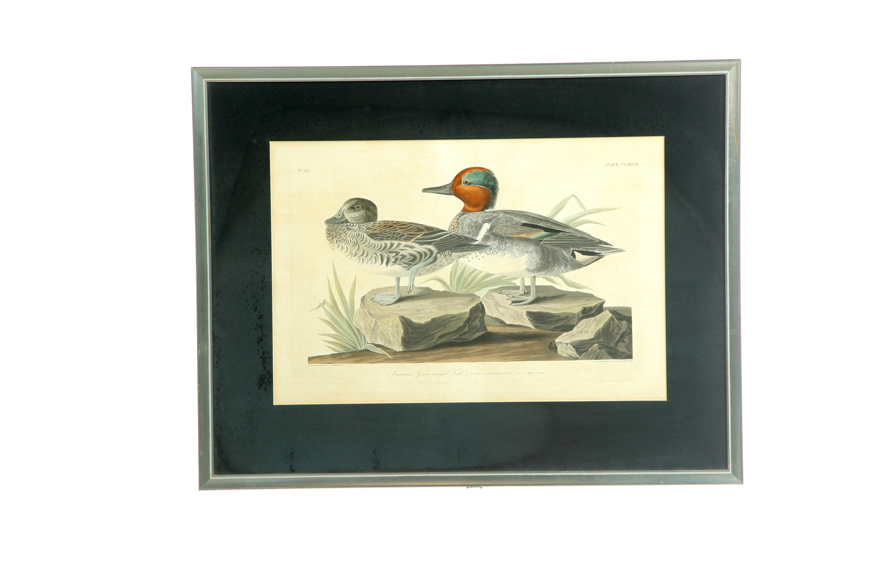 Appraisal: FRAMED AND MATTED AUDUBON PRINT AMERICAN GREEN WINGED TEAL American