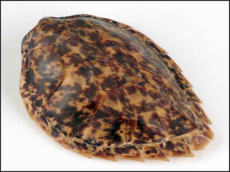 Appraisal: TORTOISE SHELL '' Condition No Specific Condition Recorded - Sold