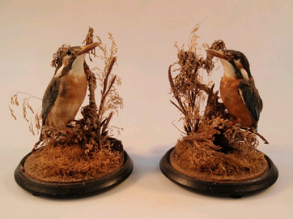 Appraisal: Taxidermy - a pair of Victorian kingfishers each in a