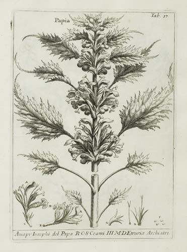 Appraisal: BOTANICAL Micheli Pier Antonio Nova Plantarum Genera engraved plates including