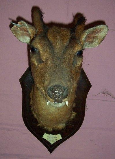 Appraisal: A muntjak buck's head mounted on an oak shield the