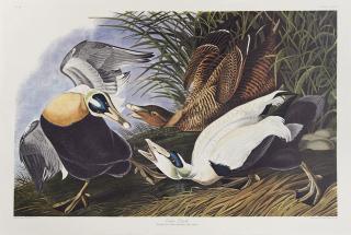 Appraisal: John James Audubon - Eider Duck No Plate Amsterdam edition