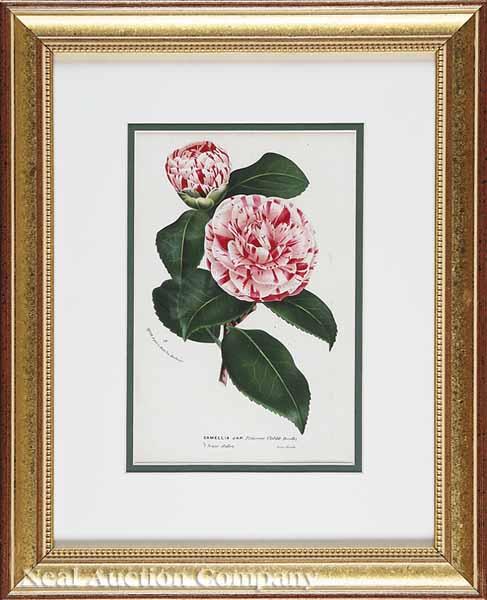 Appraisal: A Group of Eight Antique Prints of Flowers Horto Van