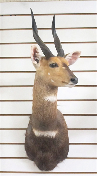 Appraisal: AFRICAN BUSHBUCK TAXIDERMY MOUNT an antelope species of Sub-Saharan Africa