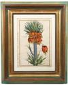 Appraisal: ENGRAVING - th c French Botanical Engraving vivid hand coloring