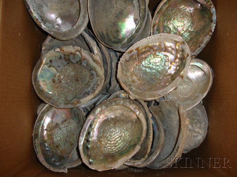 Appraisal: Large Box of Abalone Shells approximately count