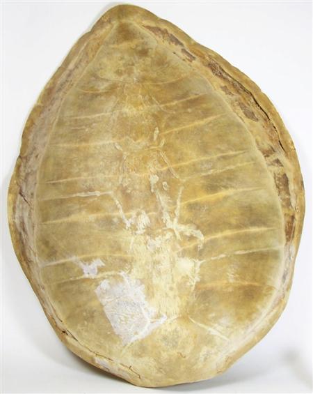 Appraisal: A th century blond turtle shell lacking skeets cm wide