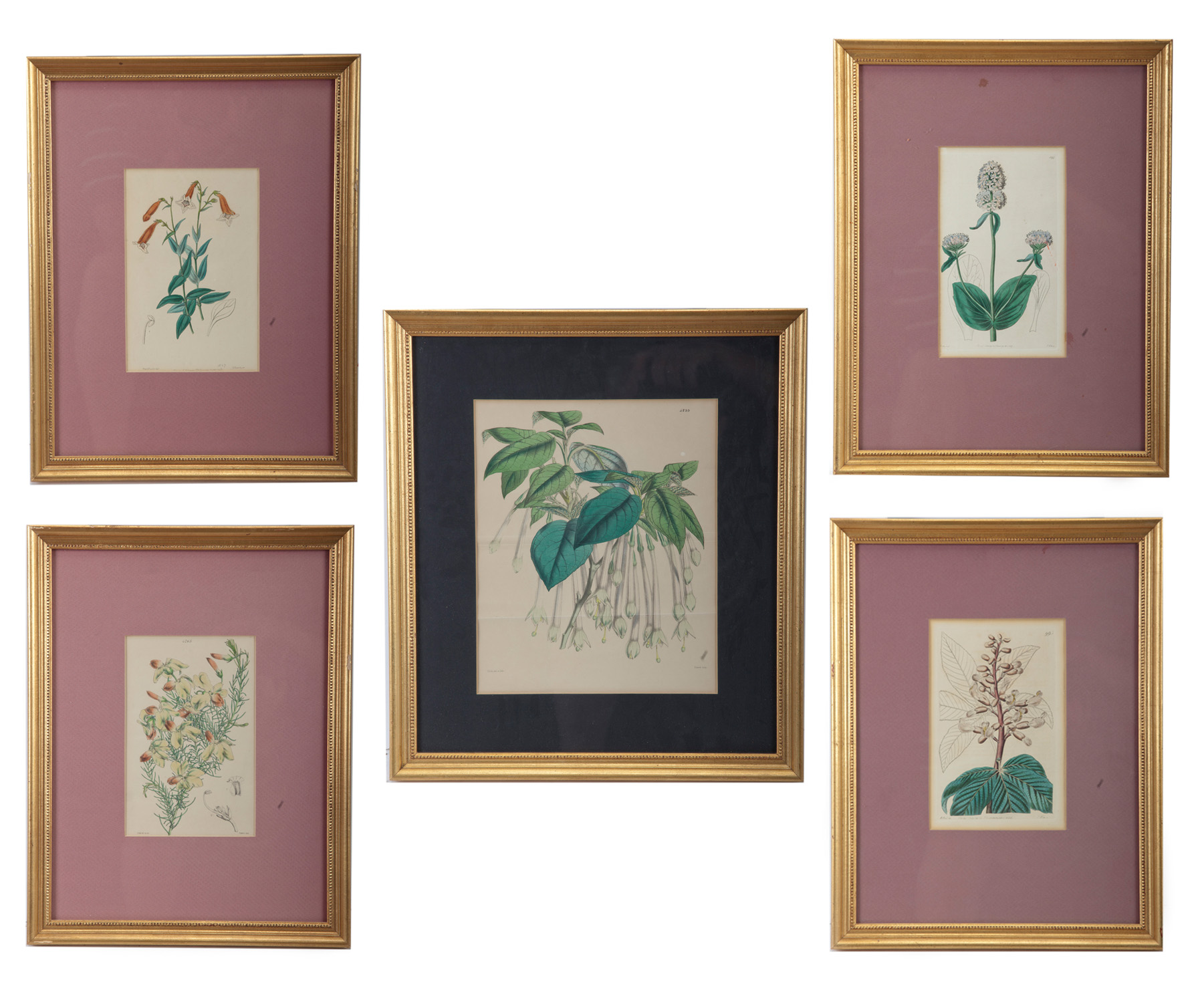 Appraisal: FIVE ENGLISH BOTANICAL PRINTS Ca s handcolored engravings Published by