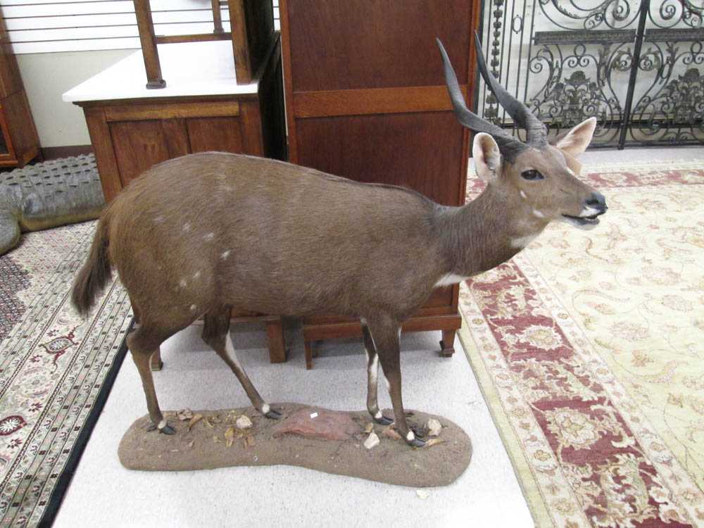 Appraisal: AFRICAN CHOBE BUSHBUCK trophy full mount with horns the smallest