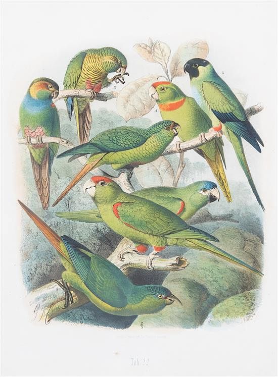 Appraisal: Parrots of the World by Gustav Mutzel - Framed size