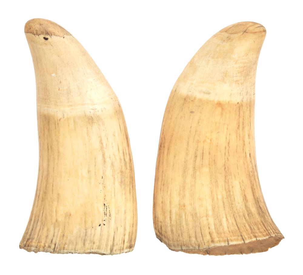 Appraisal: PAIR OF LARGE UNENGRAVED WHALE'S TEETH LENGTHS PAIR OF LARGE