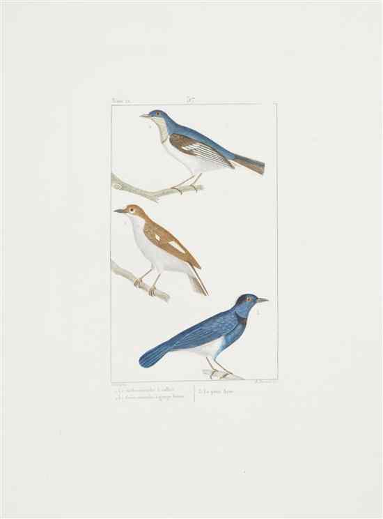 Appraisal: ORNITHOLOGY FRENCH PRETRE JOHN GABRIEL A group of hand-colored engravings