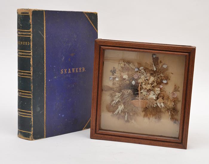 Appraisal: A BOX FRAMED SEAWEED DIORAMA AND AN ALBUM OF SEAWEED