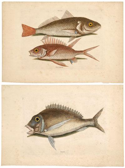 Appraisal: Two Mark Catesby fish prints British - both from The