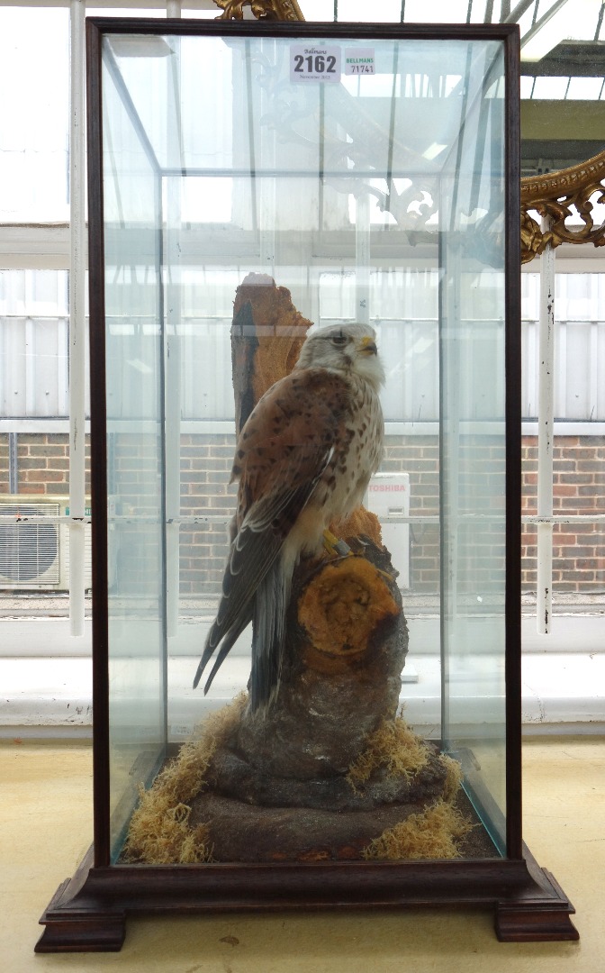 Appraisal: Taxidermy a stuffed male kestrel mounted on a naturalistic log