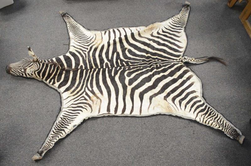 Appraisal: Full Zebra Mount Taxidermy Rug This full size taxidermy zebra