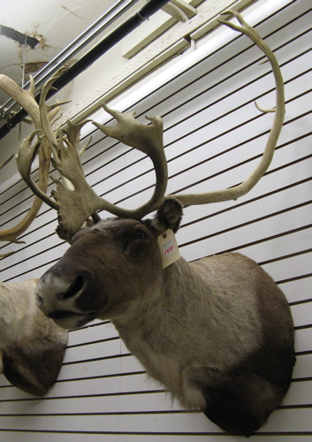 Appraisal: CANADIAN WOODLAND CARIBOU rangifer tarandus trophy head mount with antlers