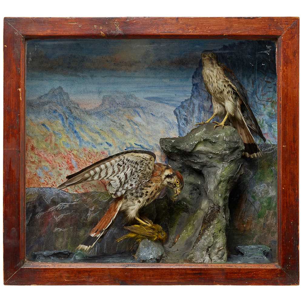 Appraisal: Y PAIR OF CASED TAXIDERMY AMERICAN KESTRELS EARLY TH CENTURY