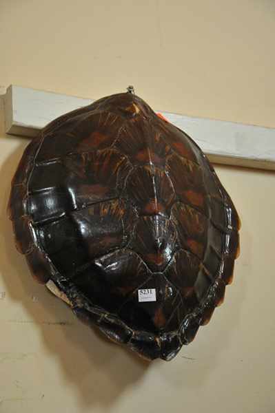 Appraisal: A SMALL TURTLE SHELL