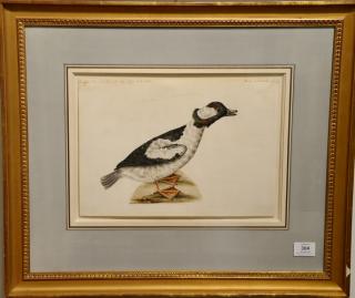 Appraisal: Attributed to Sarah Stone - two watercolors Buffel Headed Duck