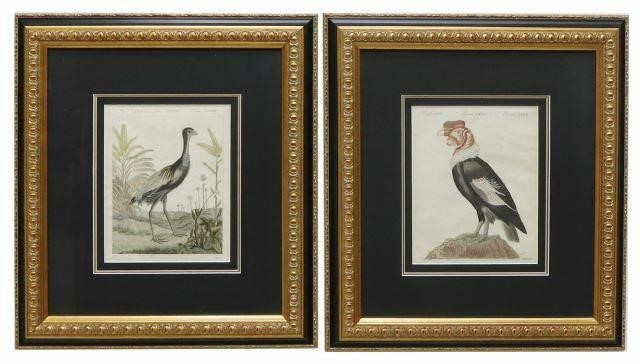 Appraisal: lot of Framed hand-colored ornithology engravings on paper published by