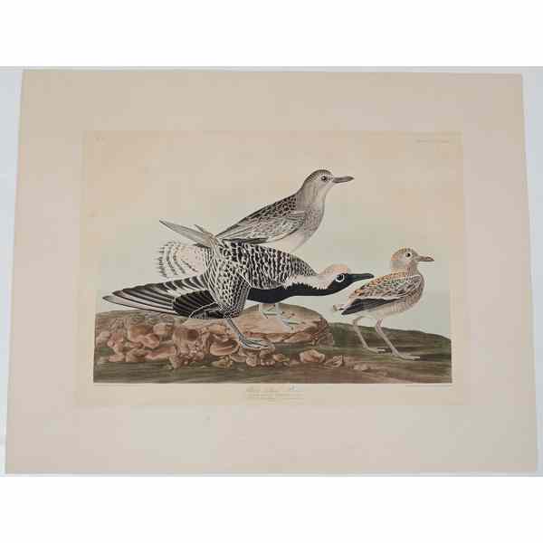 Appraisal: Engraving by John James Audubon A medium folio hand colored