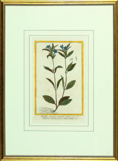 Appraisal: William Curtis British th Century Flowering Botanicals suite of seven