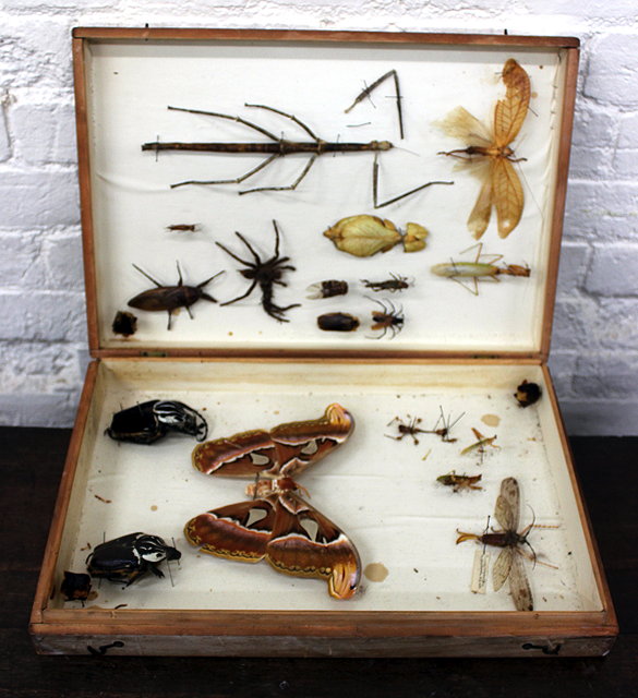 Appraisal: A CASE OF VARIOUS OLD INDIAN INSECTS of various sorts