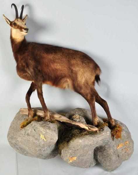 Appraisal: Chamois on Rock Lot includes a Chamois which is native